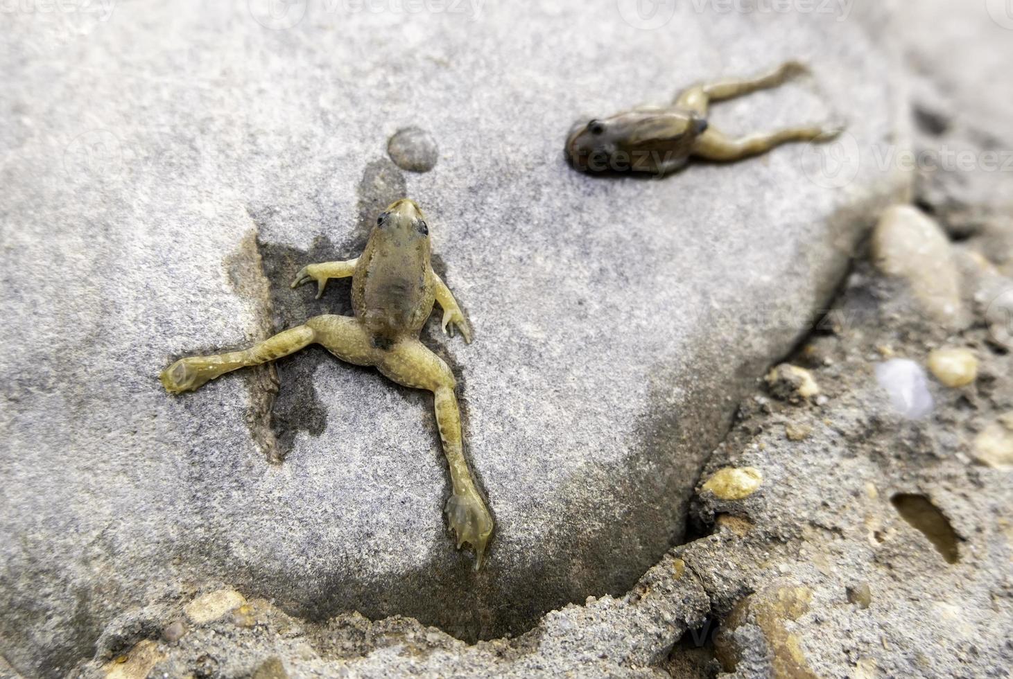 tote Frösche auf einem Felsen foto