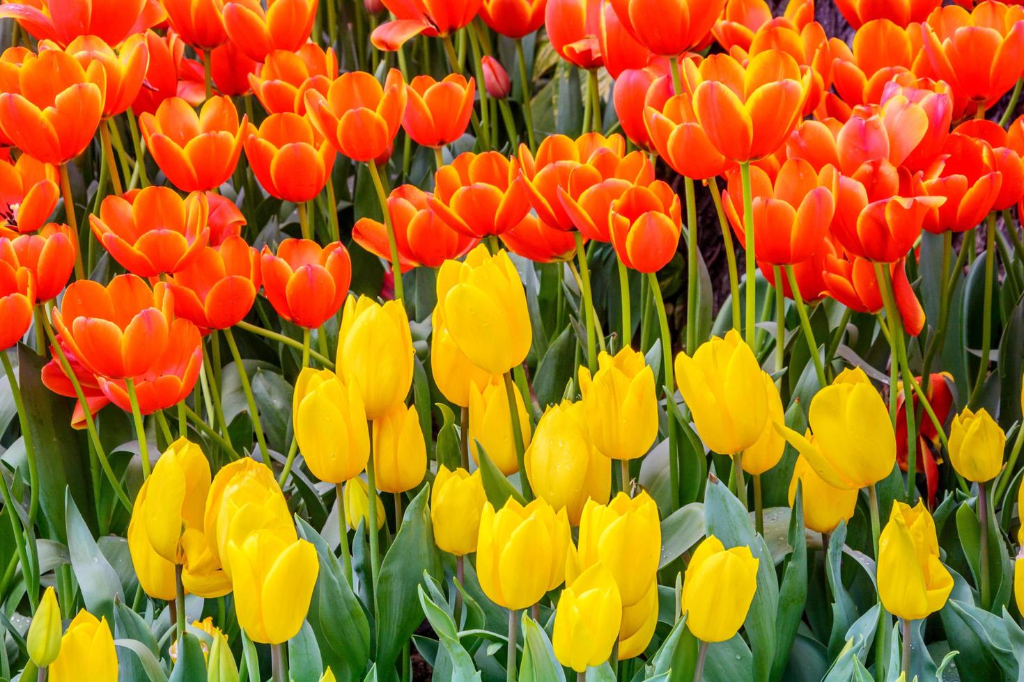 bunte Tulpen im Garten. foto