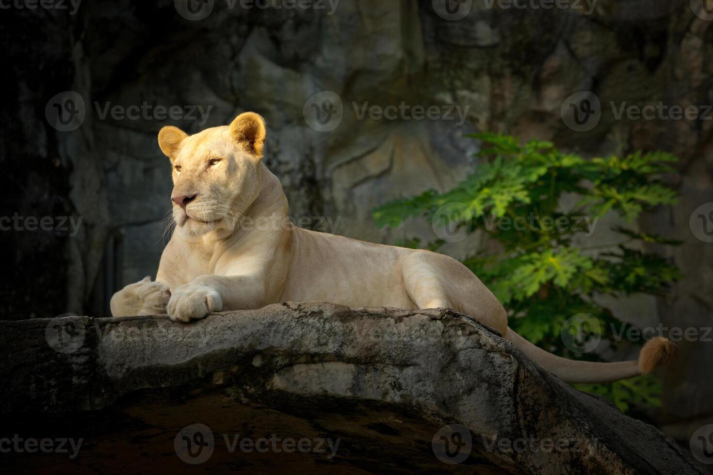weißer weiblicher Löwe, der auf Felsen ruht. foto