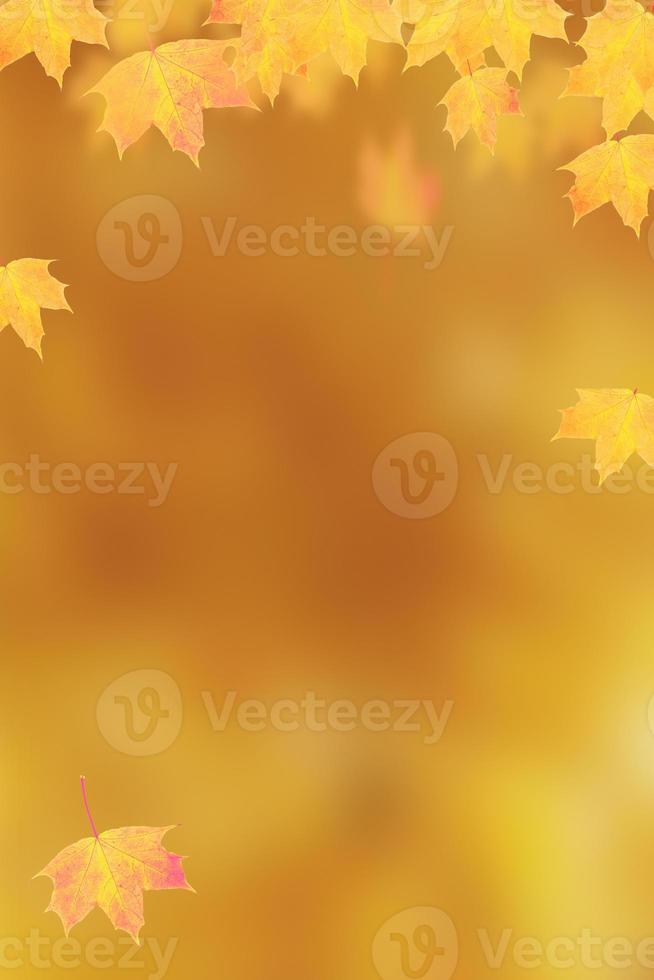 Herbst orange Ahornblätter auf orange vertikalem Hintergrund mit Kopierraum foto