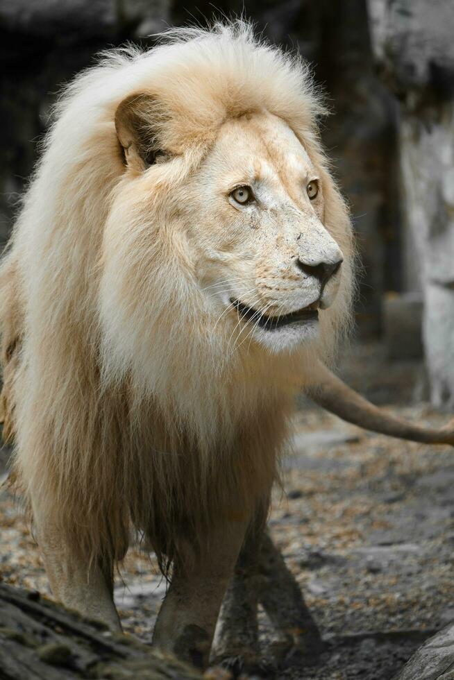 Porträt von afrikanisch Löwe im Zoo foto