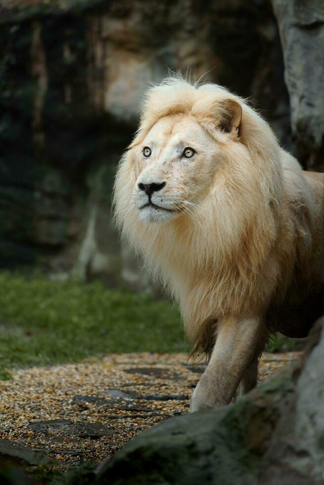 Porträt von afrikanisch Löwe im Zoo foto