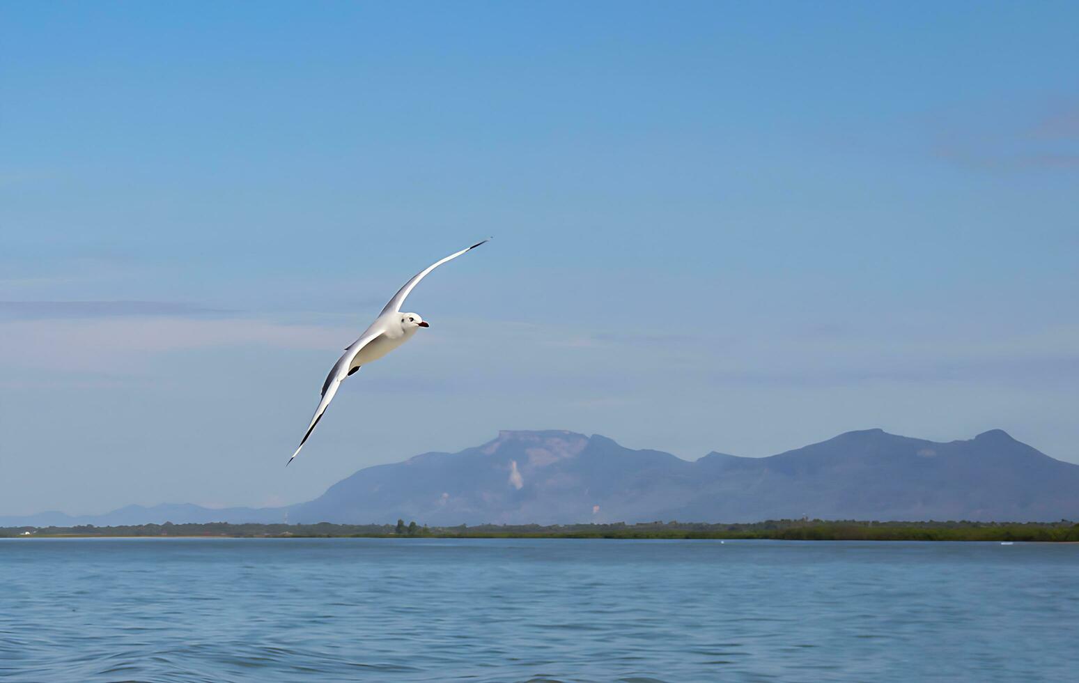 Vogel Fotografie, Vogel Bild, die meisten schön Vogel Fotografie, Natur Fotografie foto