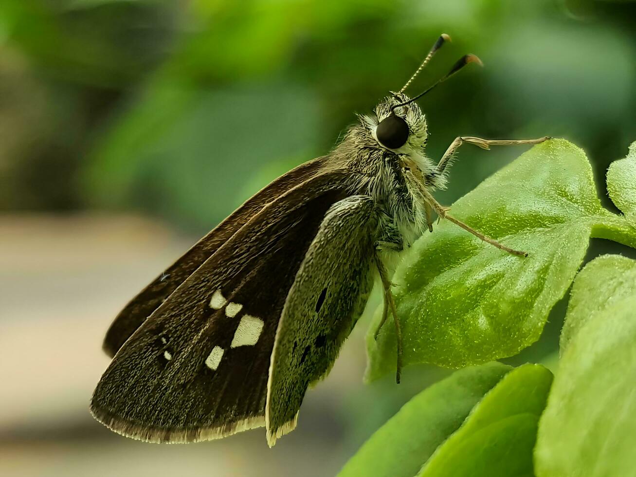 schön Schmetterling auf Blume, schön Schmetterling, Schmetterling Fotografie foto