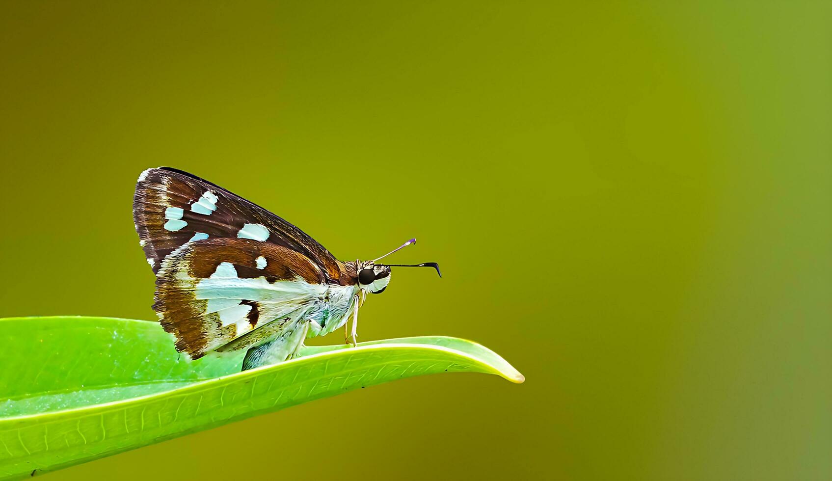 schön Schmetterling auf Blume, schön Schmetterling, Schmetterling Fotografie foto