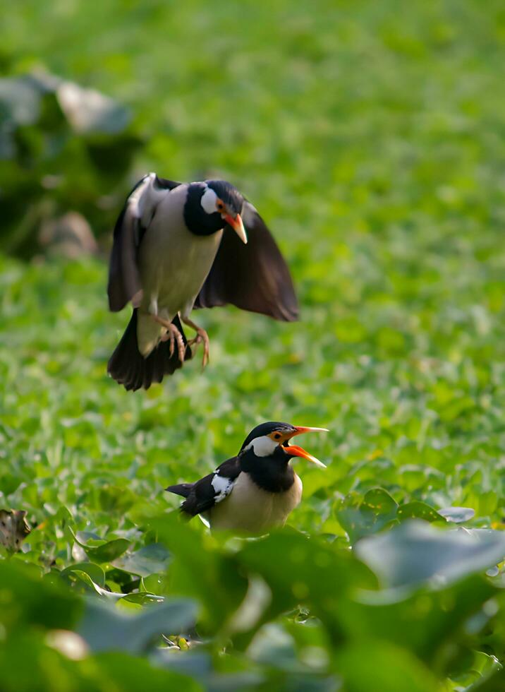 Vogel Fotografie, Vogel Bild, die meisten schön Vogel Fotografie, Natur Fotografie foto