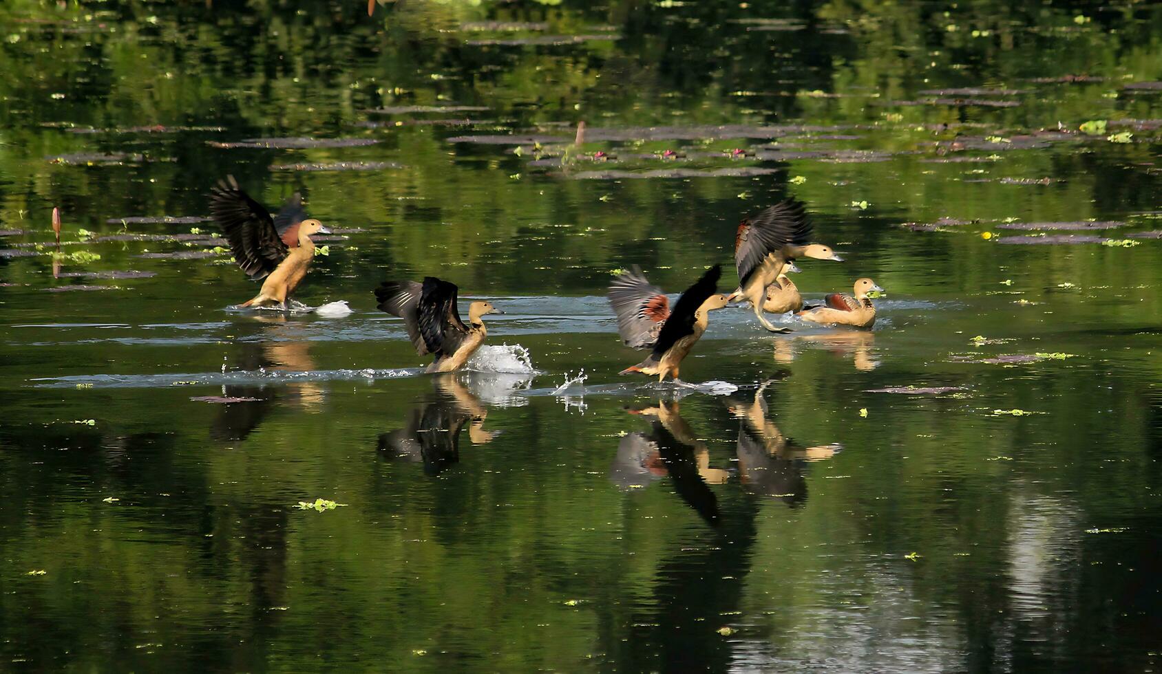 Vogel Fotografie, Vogel Bild, die meisten schön Vogel Fotografie, Natur Fotografie foto