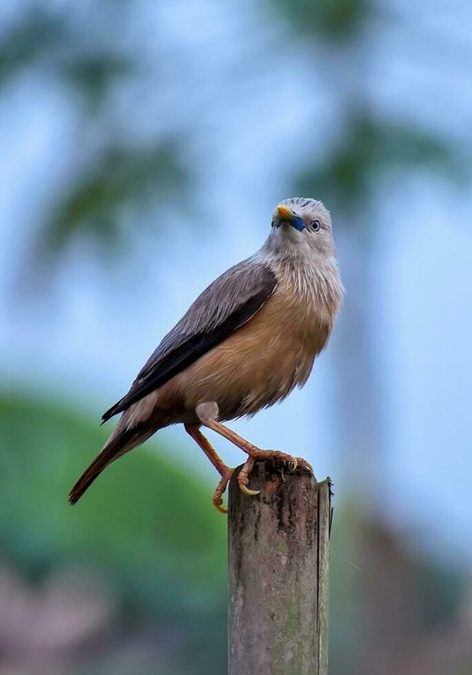 Vogel Fotografie, Vogel Bild, die meisten schön Vogel Fotografie, Natur Fotografie foto