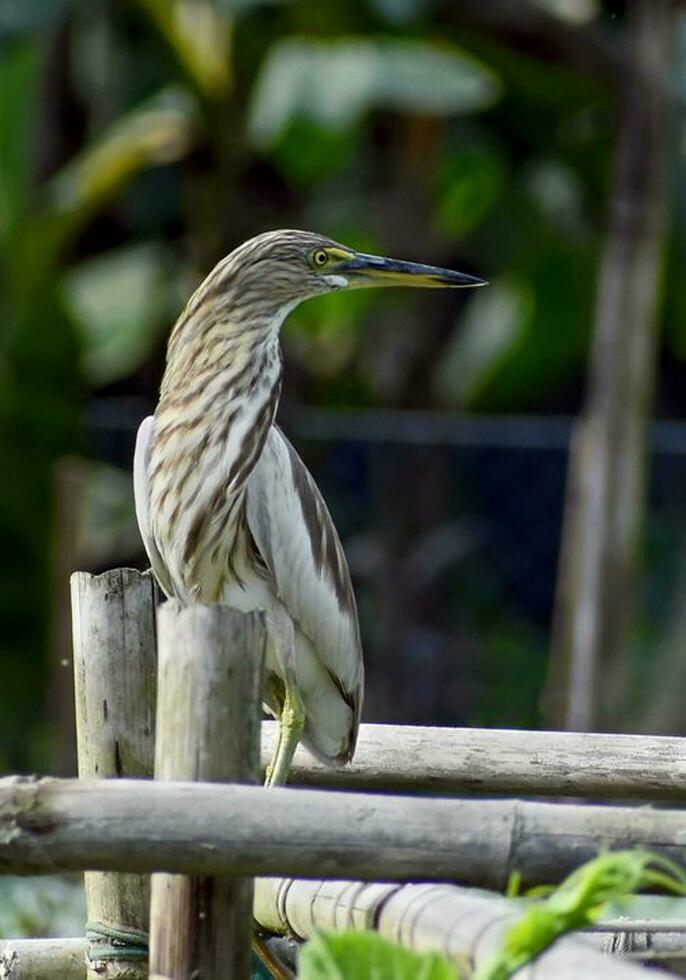 Vogel Fotografie, Vogel Bild, die meisten schön Vogel Fotografie, Natur Fotografie foto