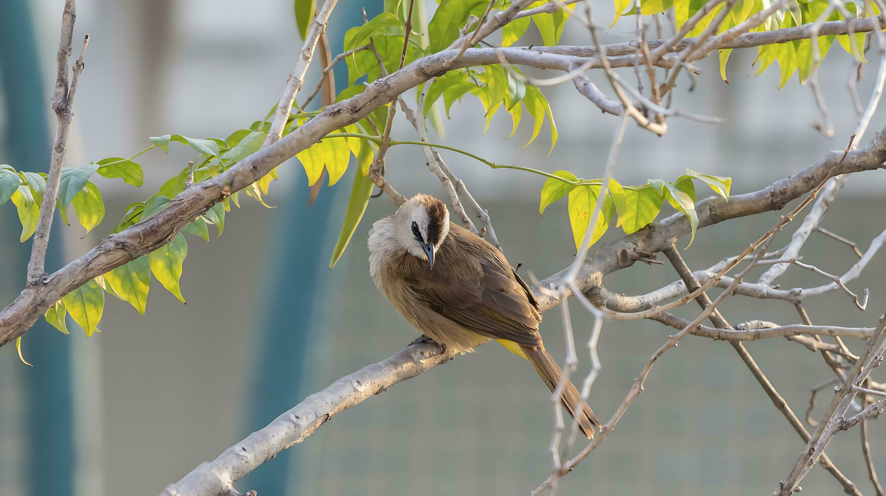 Vogel Fotografie, Vogel Bild, die meisten schön Vogel Fotografie, Natur Fotografie foto