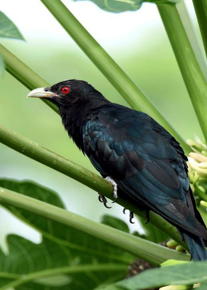 Vogel Fotografie, Vogel Bild, die meisten schön Vogel Fotografie, Natur Fotografie foto