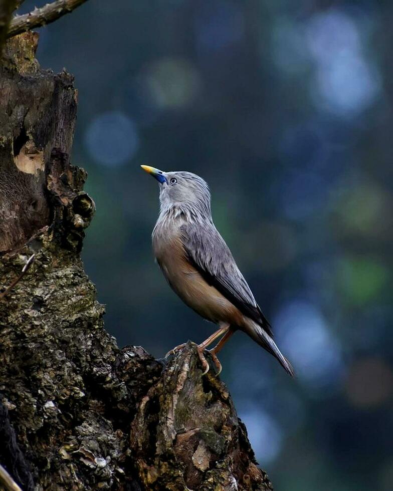 Vogel Fotografie, Vogel Bild, die meisten schön Vogel Fotografie, Natur Fotografie foto