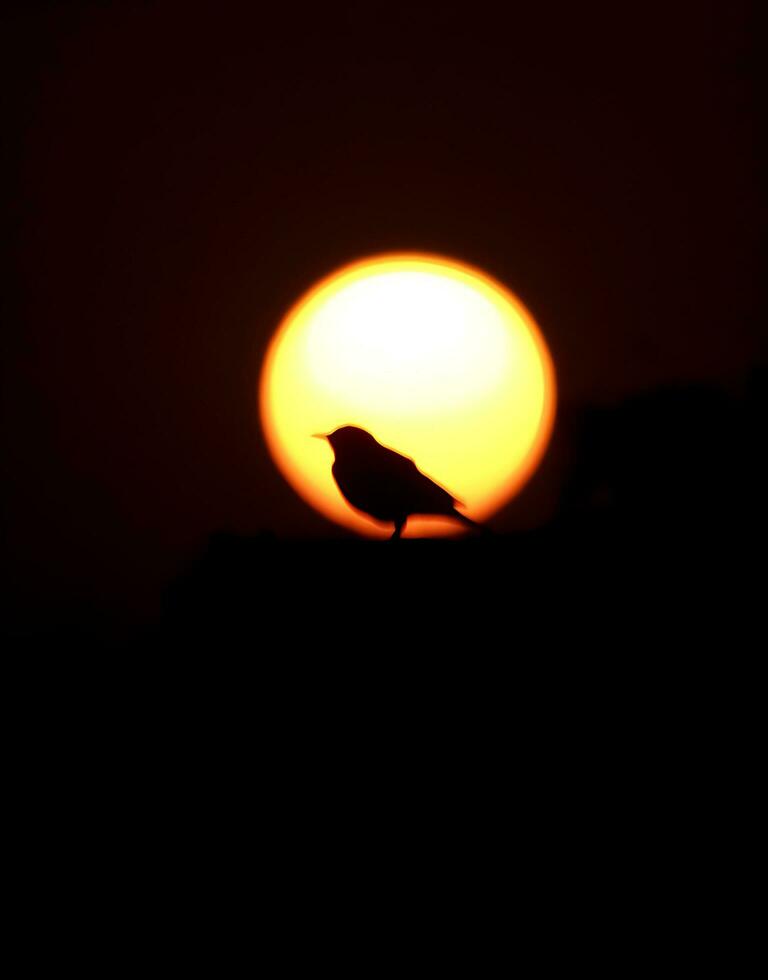 Vogel Fotografie, Vogel Bild, die meisten schön Vogel Fotografie, Natur Fotografie foto