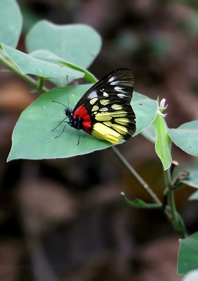 Monarch, schön Schmetterling Fotografie, schön Schmetterling auf Blume, Makro Fotografie, kostenlos Foto