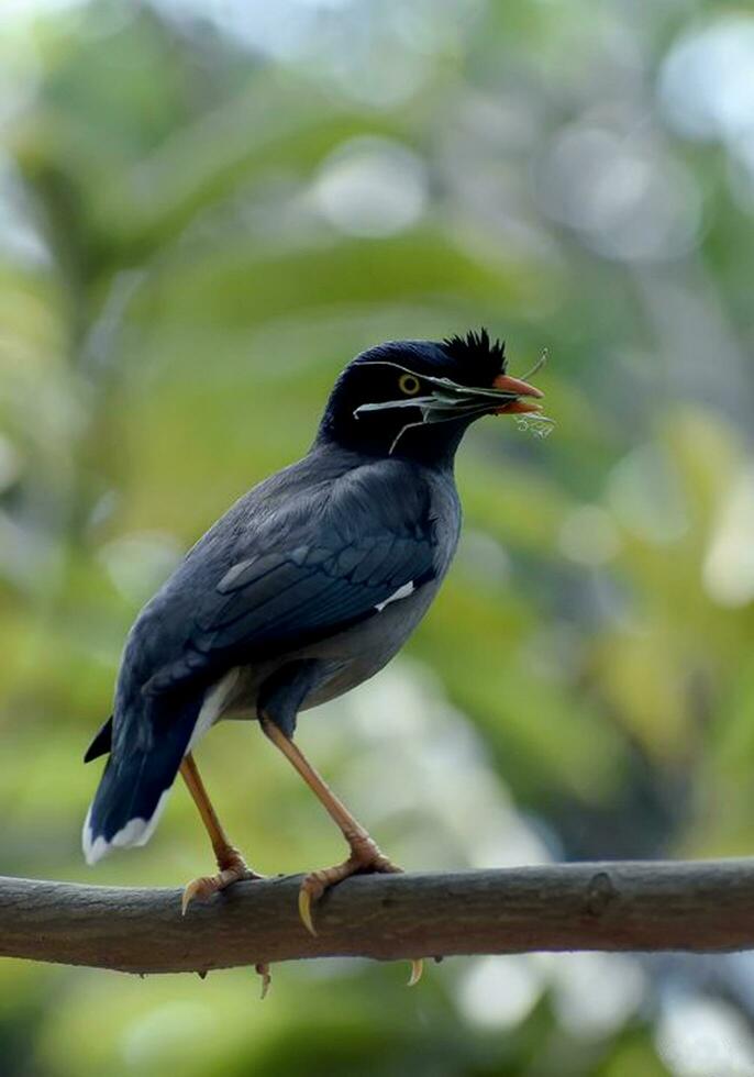 Vogel Fotografie, Vogel Bild, die meisten schön Vogel Fotografie, Natur Fotografie foto