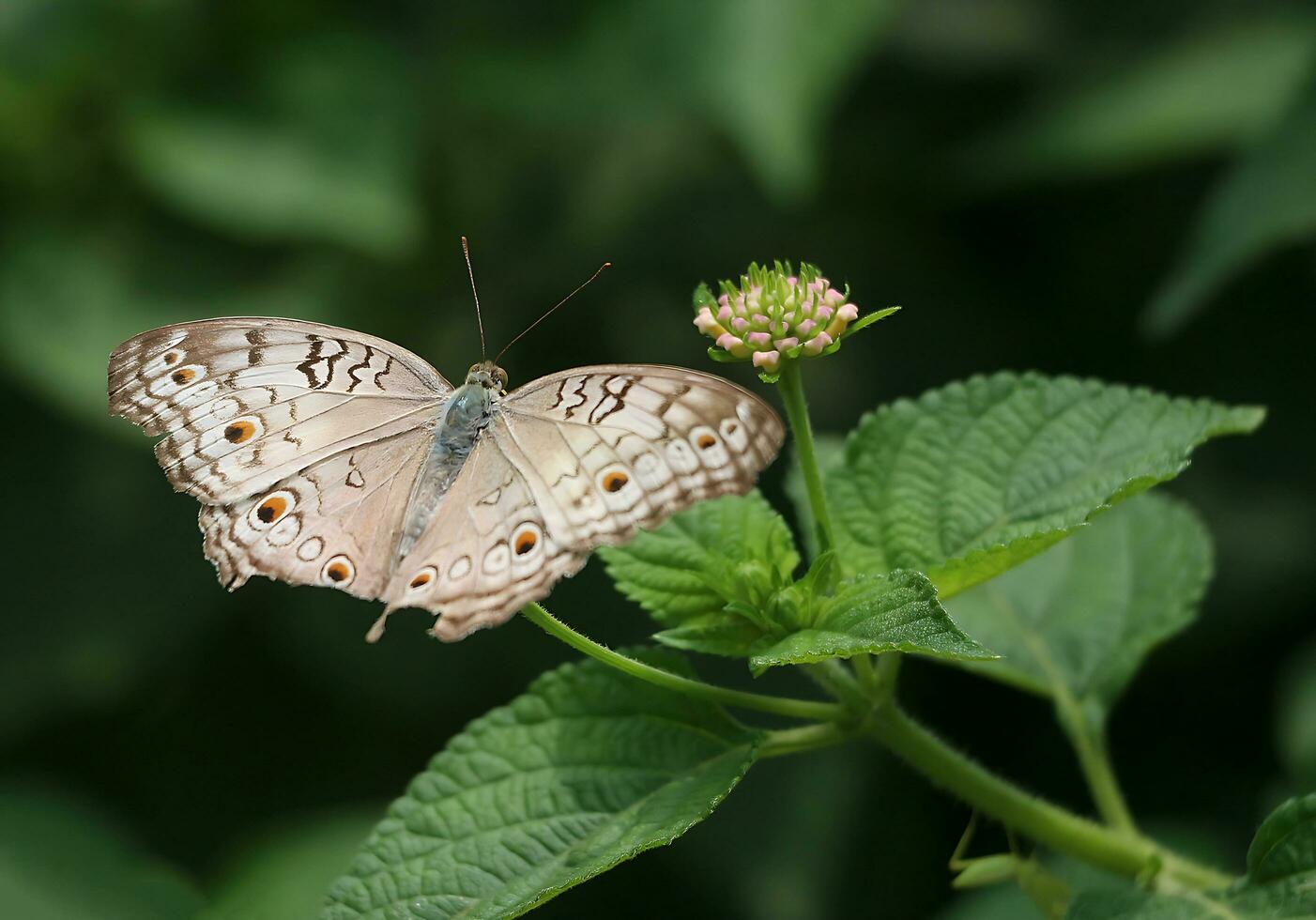 Monarch, schön Schmetterling Fotografie, schön Schmetterling auf Blume, Makro Fotografie, kostenlos Foto