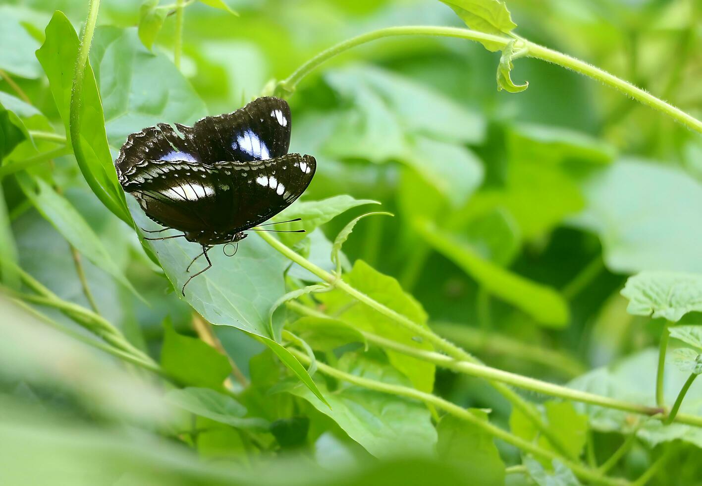 Monarch, schön Schmetterling Fotografie, schön Schmetterling auf Blume, Makro Fotografie, kostenlos Foto