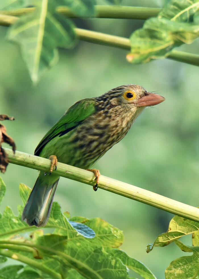 Vogel Fotografie, Vogel Bild, die meisten schön Vogel Fotografie, Natur Fotografie foto