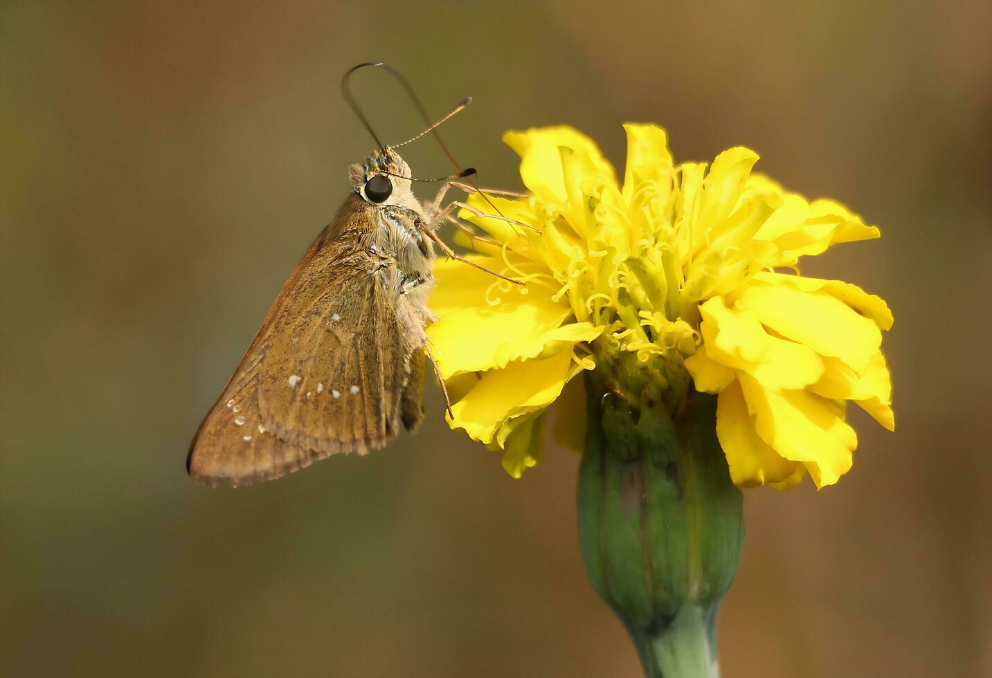 Monarch, schön Schmetterling Fotografie, schön Schmetterling auf Blume, Makro Fotografie, kostenlos Foto