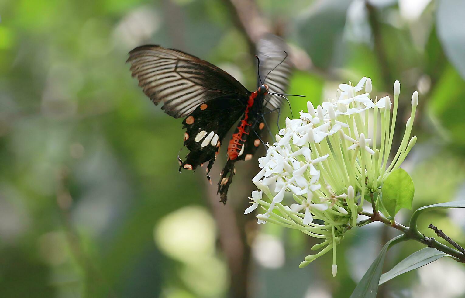 Monarch, schön Schmetterling Fotografie, schön Schmetterling auf Blume, Makro Fotografie, kostenlos Foto