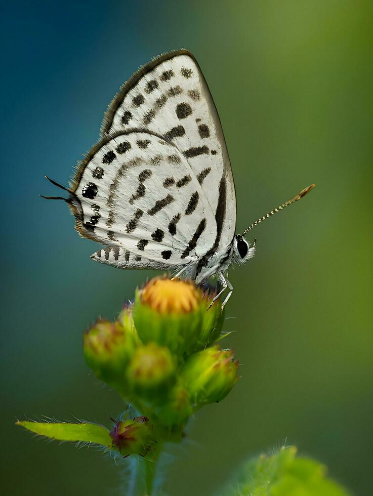 Monarch, schön Schmetterling Fotografie, schön Schmetterling auf Blume, Makro Fotografie, kostenlos Foto