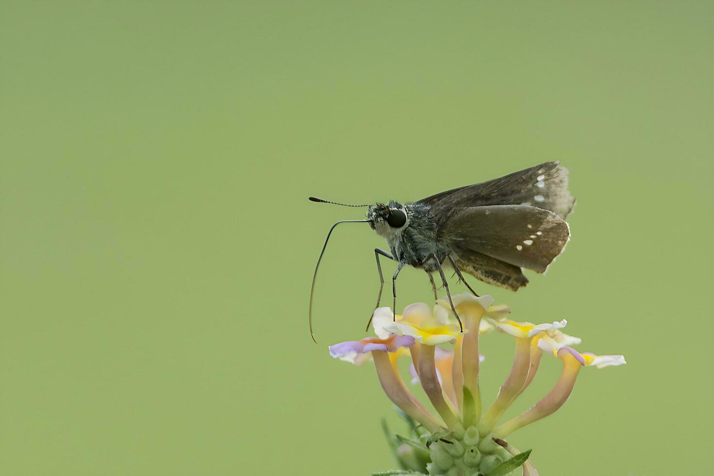 Monarch, schön Schmetterling Fotografie, schön Schmetterling auf Blume, Makro Fotografie, kostenlos Foto