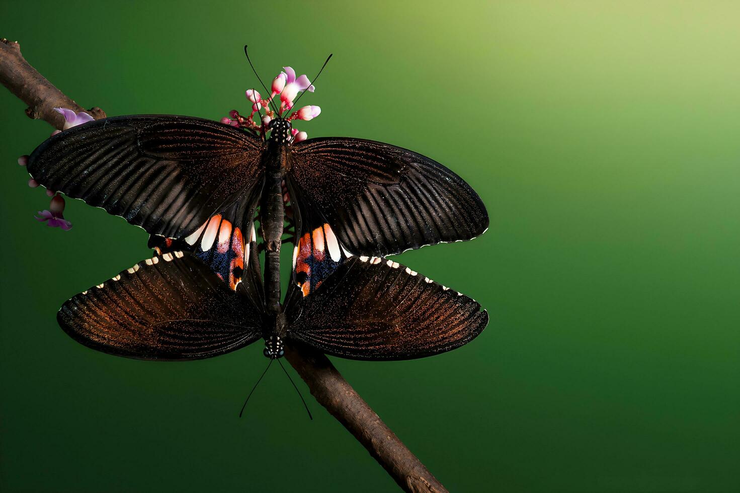 Monarch, schön Schmetterling Fotografie, schön Schmetterling auf Blume, Makro Fotografie, kostenlos Foto