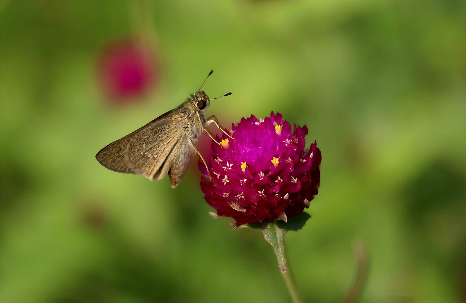 Monarch, schön Schmetterling Fotografie, schön Schmetterling auf Blume, Makro Fotografie, kostenlos Foto