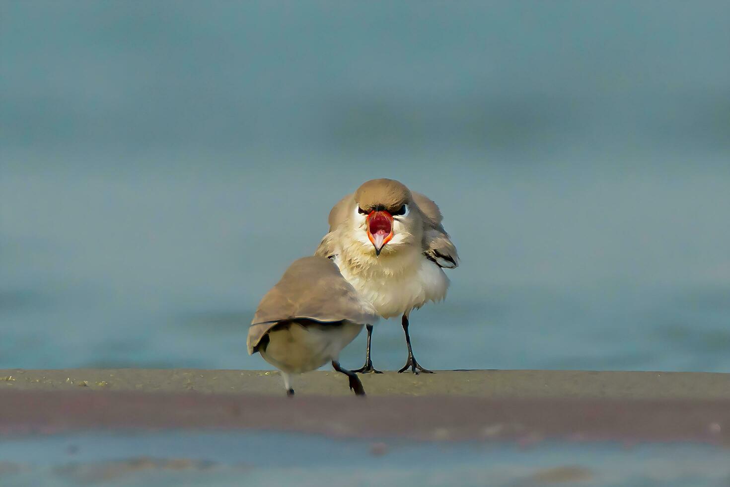 Vogel Fotografie, Vogel Bilder, die meisten schön Vogel Fotografie, Natur Fotografie foto