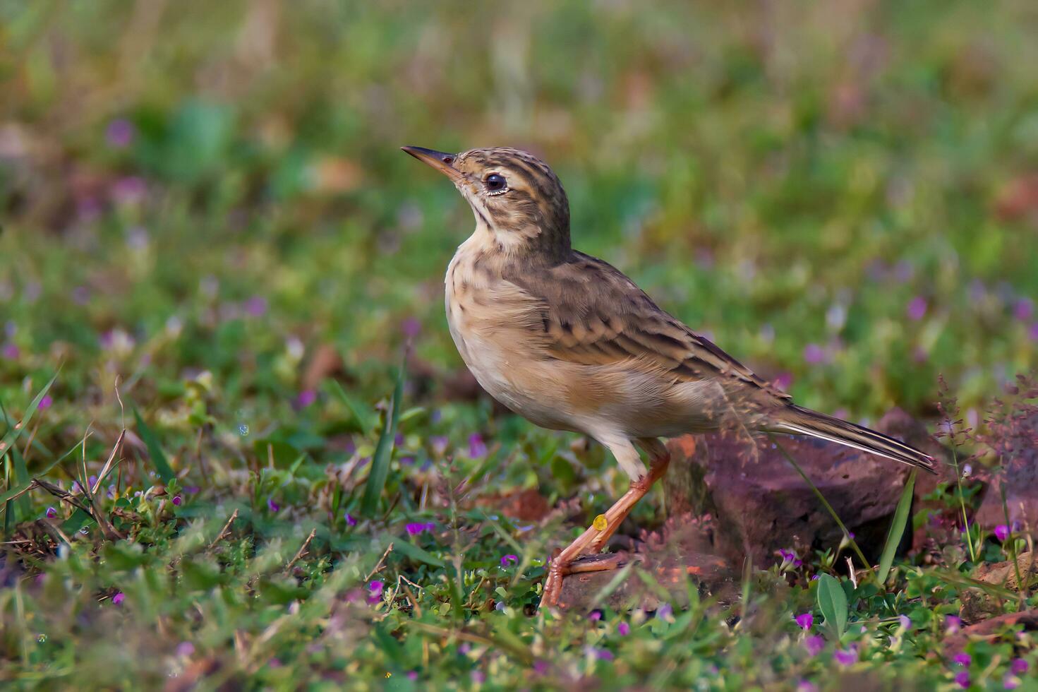 Vogel Fotografie, Vogel Bilder, die meisten schön Vogel Fotografie, Natur Fotografie foto