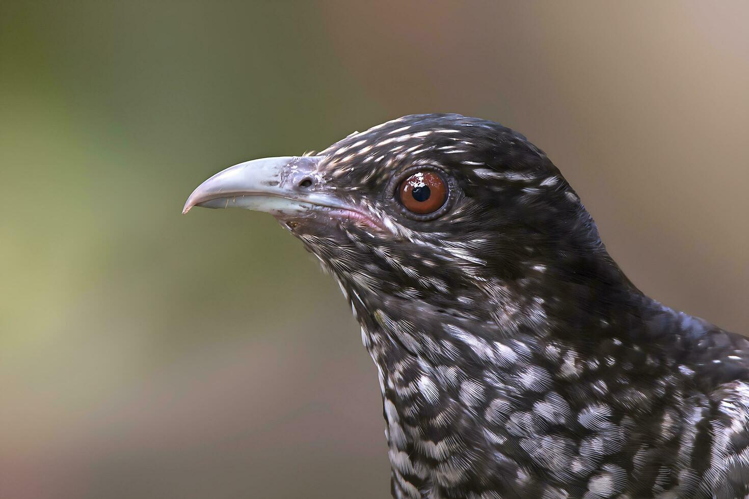 Vogel Fotografie, Vogel Bilder, die meisten schön Vogel Fotografie, Natur Fotografie foto