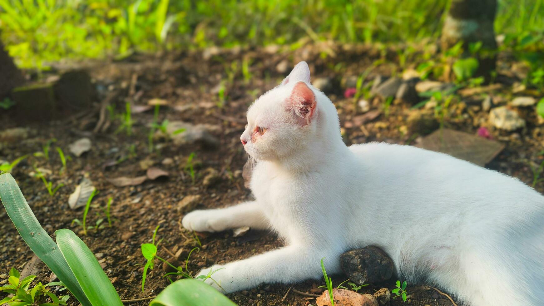 Weiß Katzen allgemein haben weich, sauber Pelz draußen foto