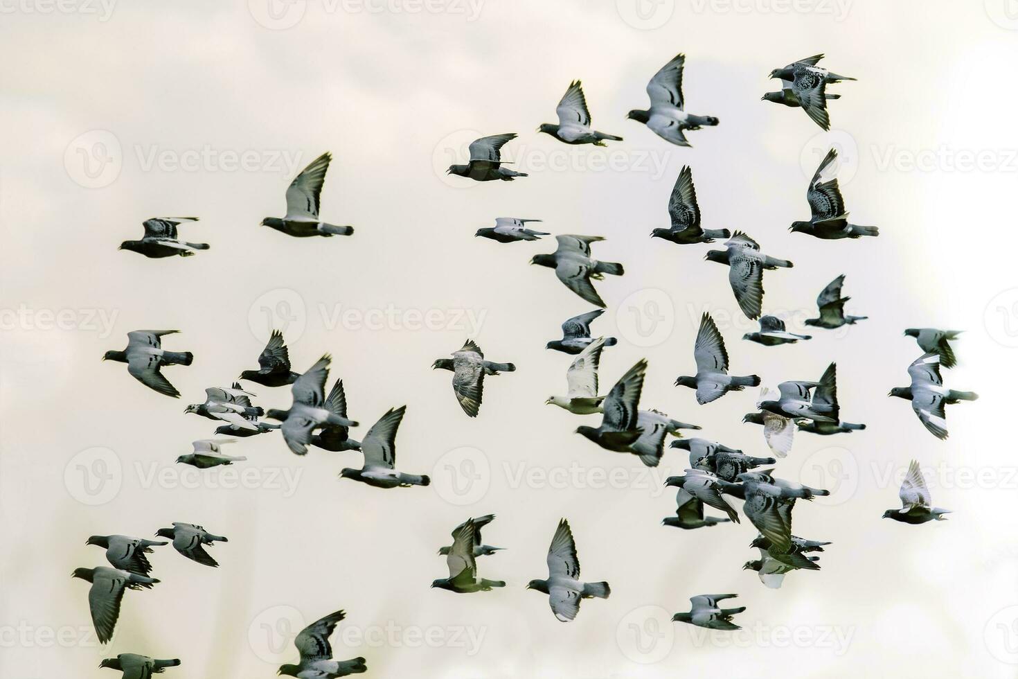 Herde von Geschwindigkeit Rennen Taube Vogel fliegend gegen klar Weiß Himmel foto