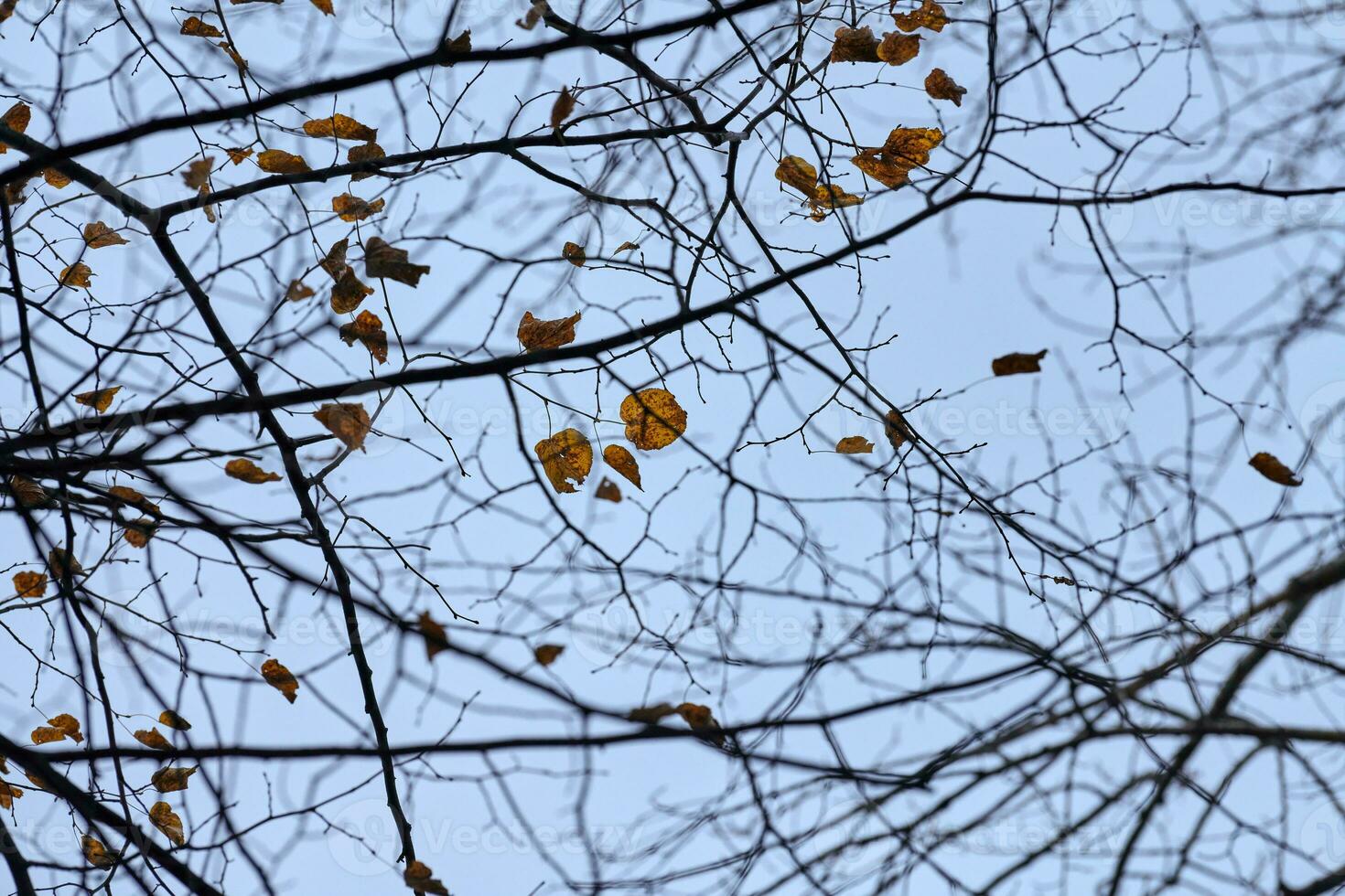 Herbstzweige mit abgefallenen Blättern foto