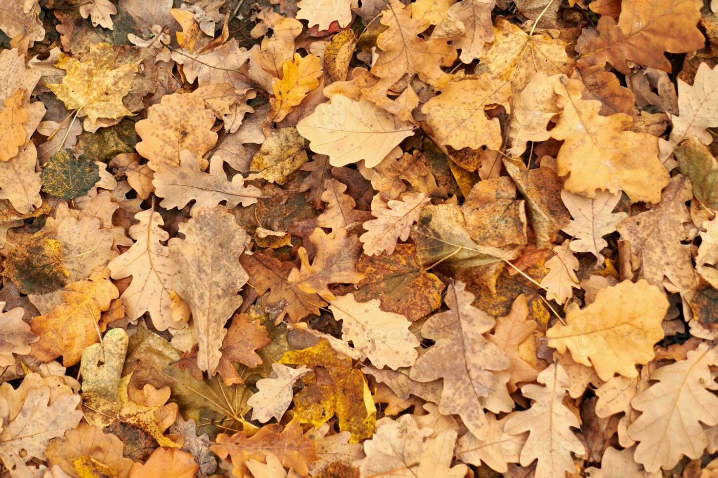 Herbstblätter, Draufsicht foto