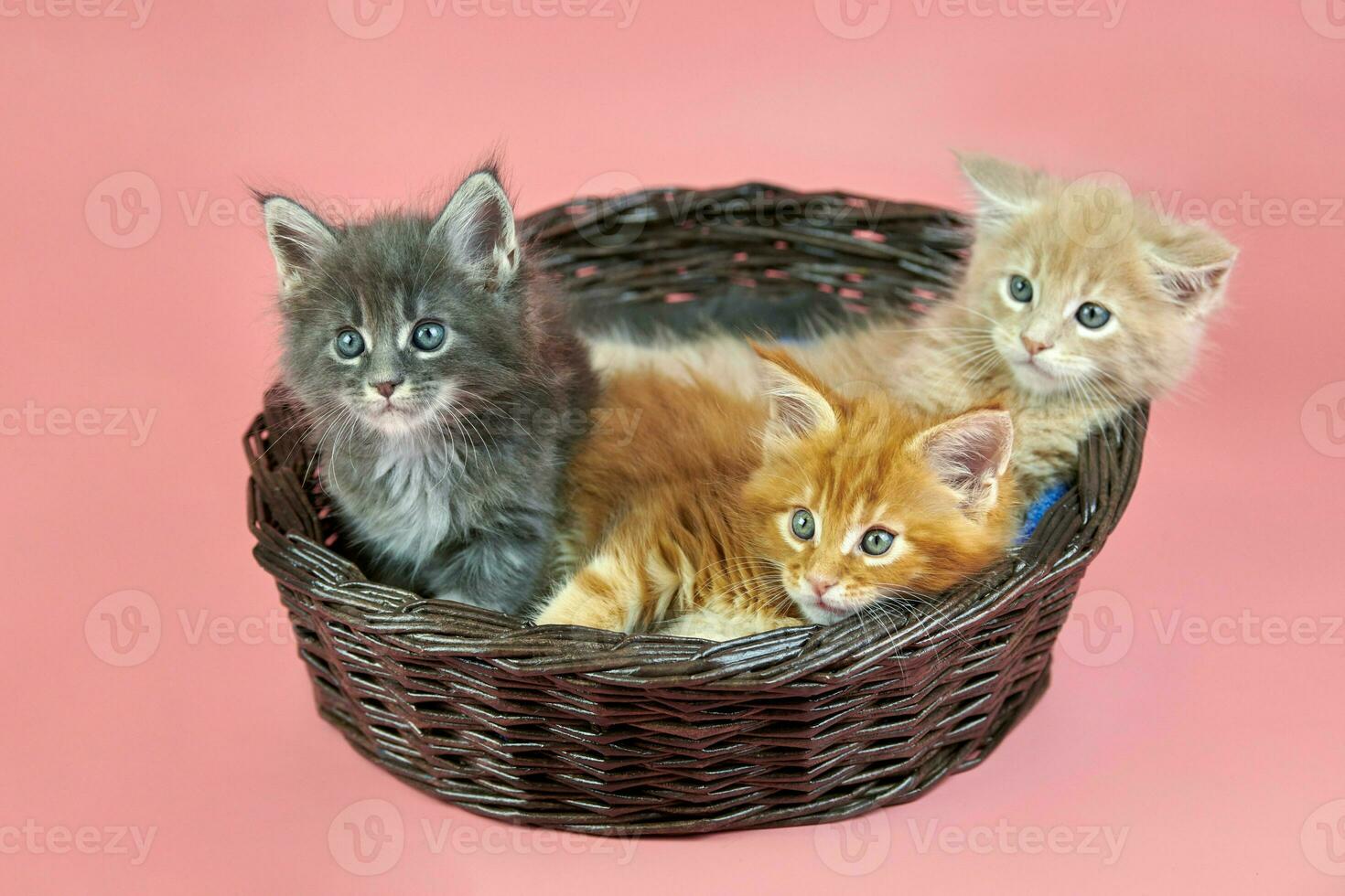 drei Maine-Coon-Kätzchen im Korb foto