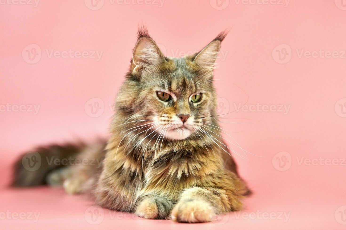 Maine-Coon-Katze, Schildpatt-Fellfarbe. foto