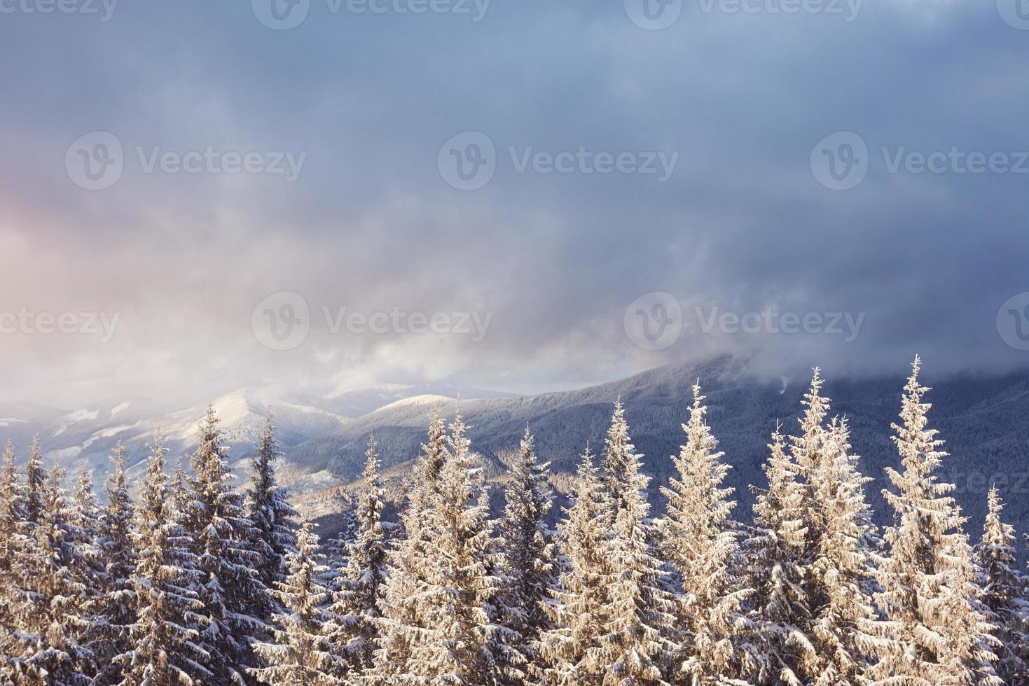 majestätische weiße Fichten, die im Sonnenlicht leuchten. malerische und wunderschöne winterliche Szene. Lage Ort Karpaten-Nationalpark, Ukraine, Europa. Skigebiet alpen. blaue Tönung. Frohes neues Jahr Schönheitswelt foto