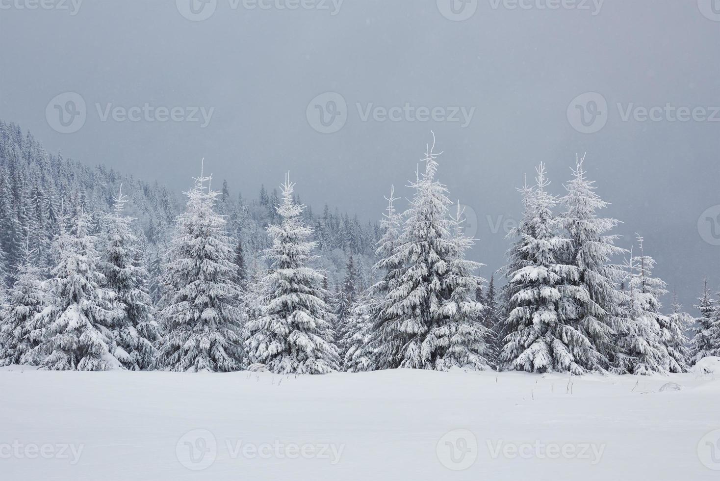 tolles Winterfoto in den Karpaten mit schneebedeckten Tannen. bunte Outdoor-Szene, Frohes neues Jahr-Feier-Konzept. künstlerischer Stil nachbearbeitetes Foto