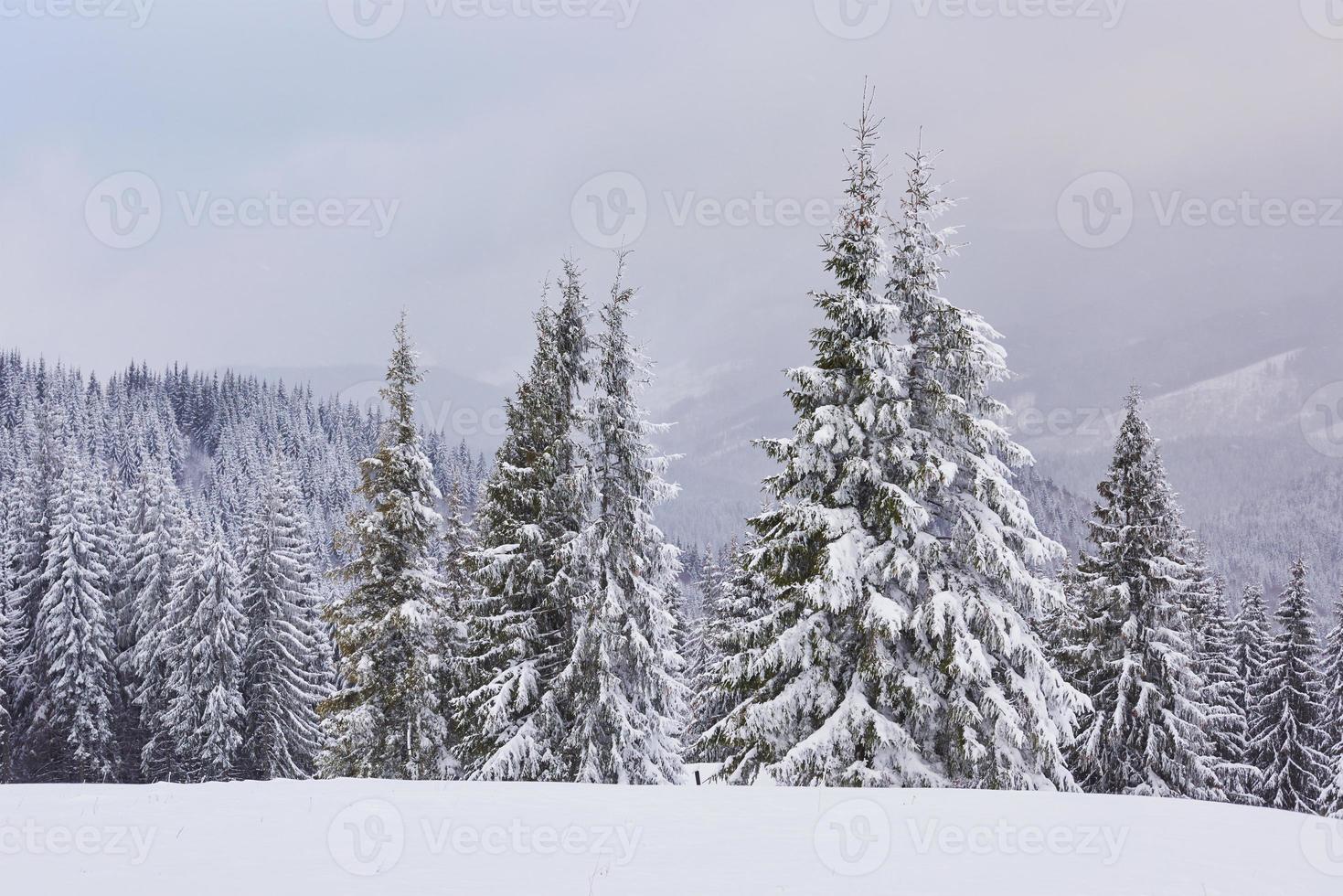 feenhafte Winterlandschaft mit Tannen und Schneefall. Weihnachtsgrüße Konzept foto