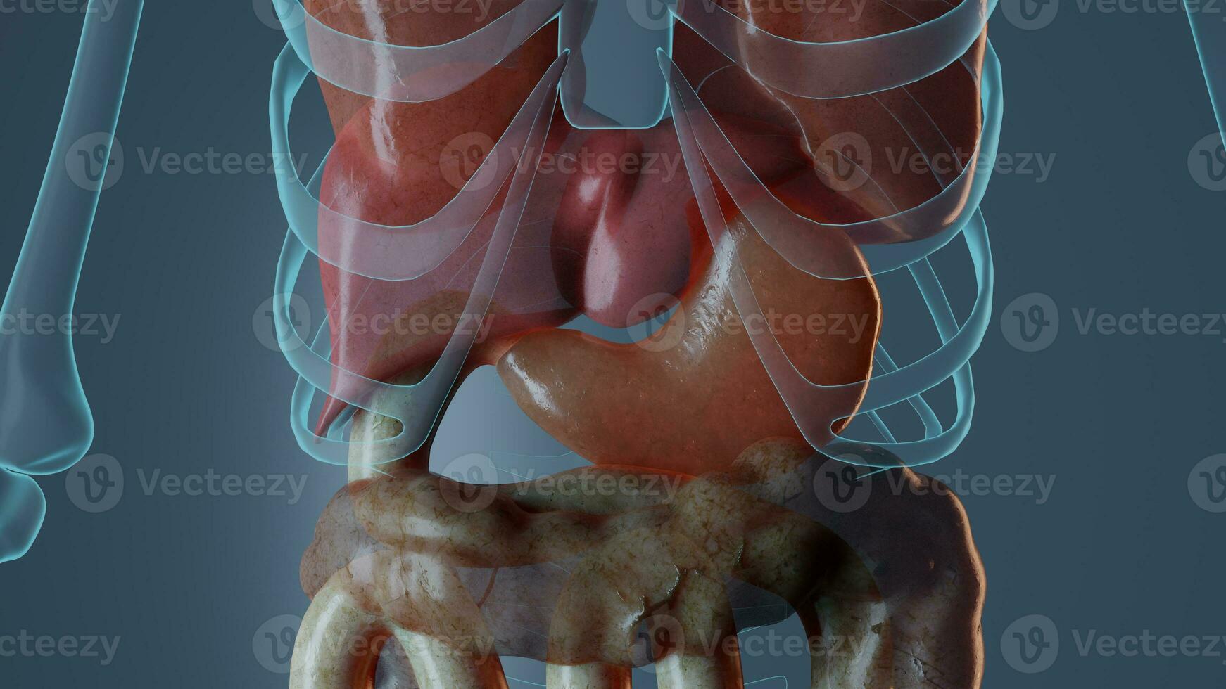 Bauch Anatomie im männlich Körper. medizinisch genau gerendert 3d Illustration foto