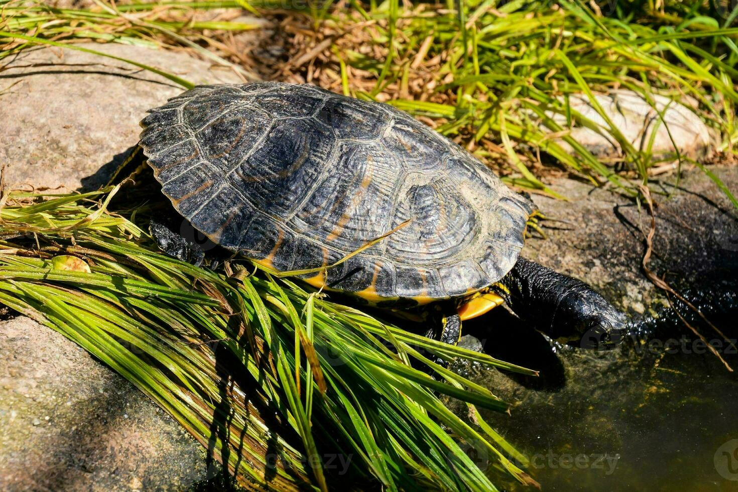 ein Schildkröte ist Sitzung auf ein Felsen im das Gras foto