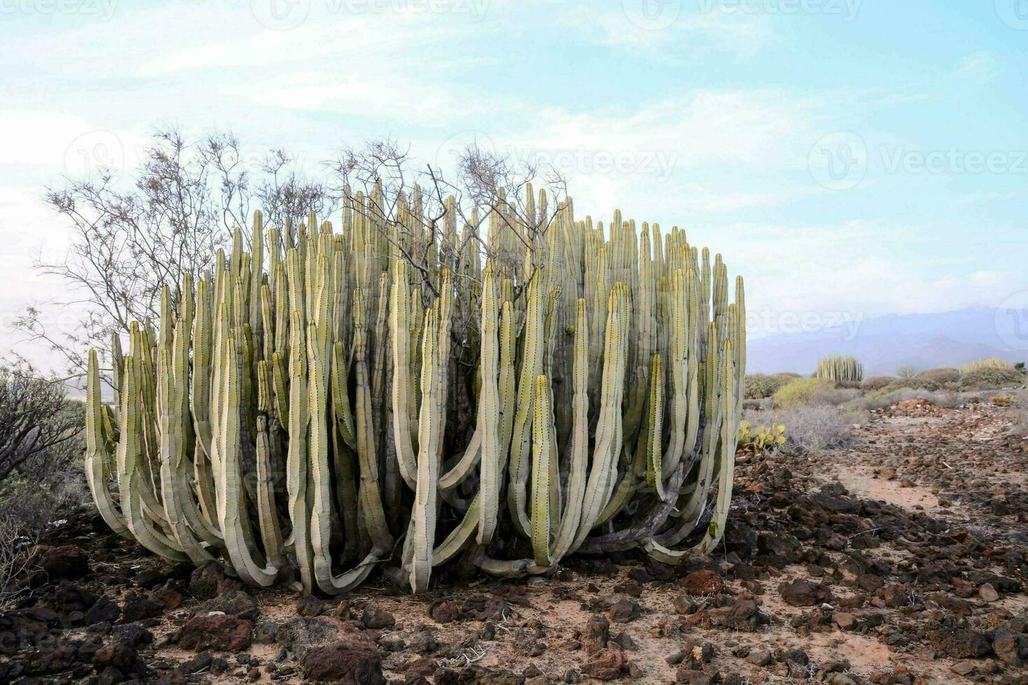 ein Kaktus Pflanze im das Wüste mit Berge im das Hintergrund foto