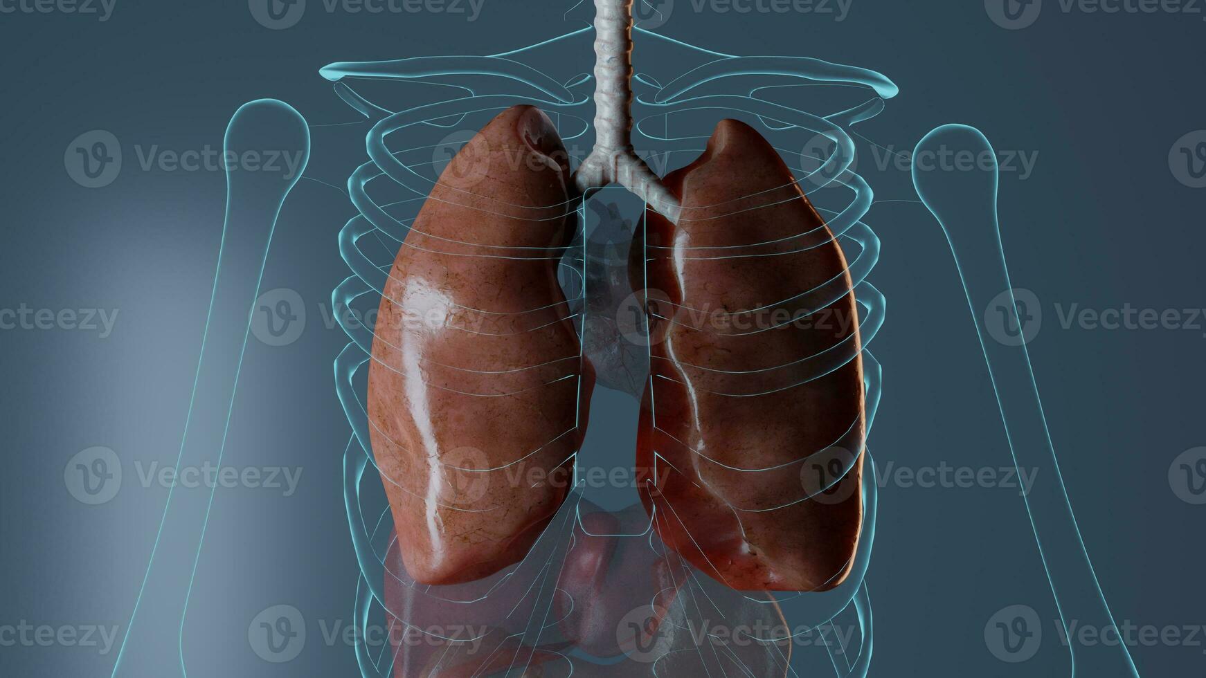 intern Organe Anatomie auf Blau Hintergrund, medizinisch Medizin Biologie Darstellung gerendert 3d Illustration foto