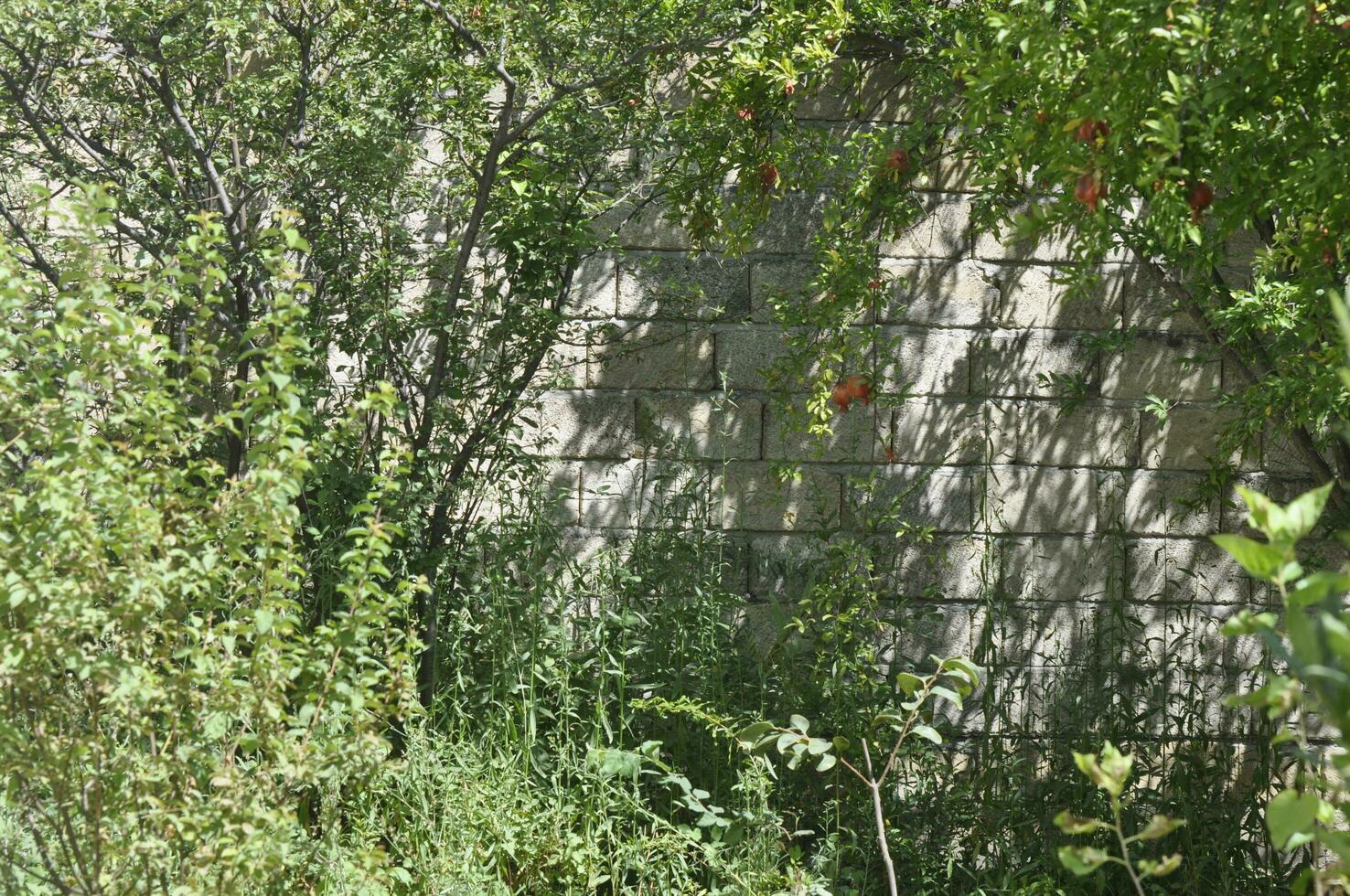 ai generiert Granatapfel Baum mit reif Früchte und Blumen im das Garten foto