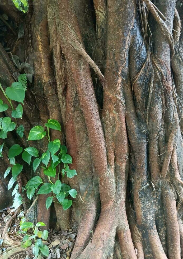 ein einzigartig Baum Wurzeln. Natur Bild zum Hintergrund foto
