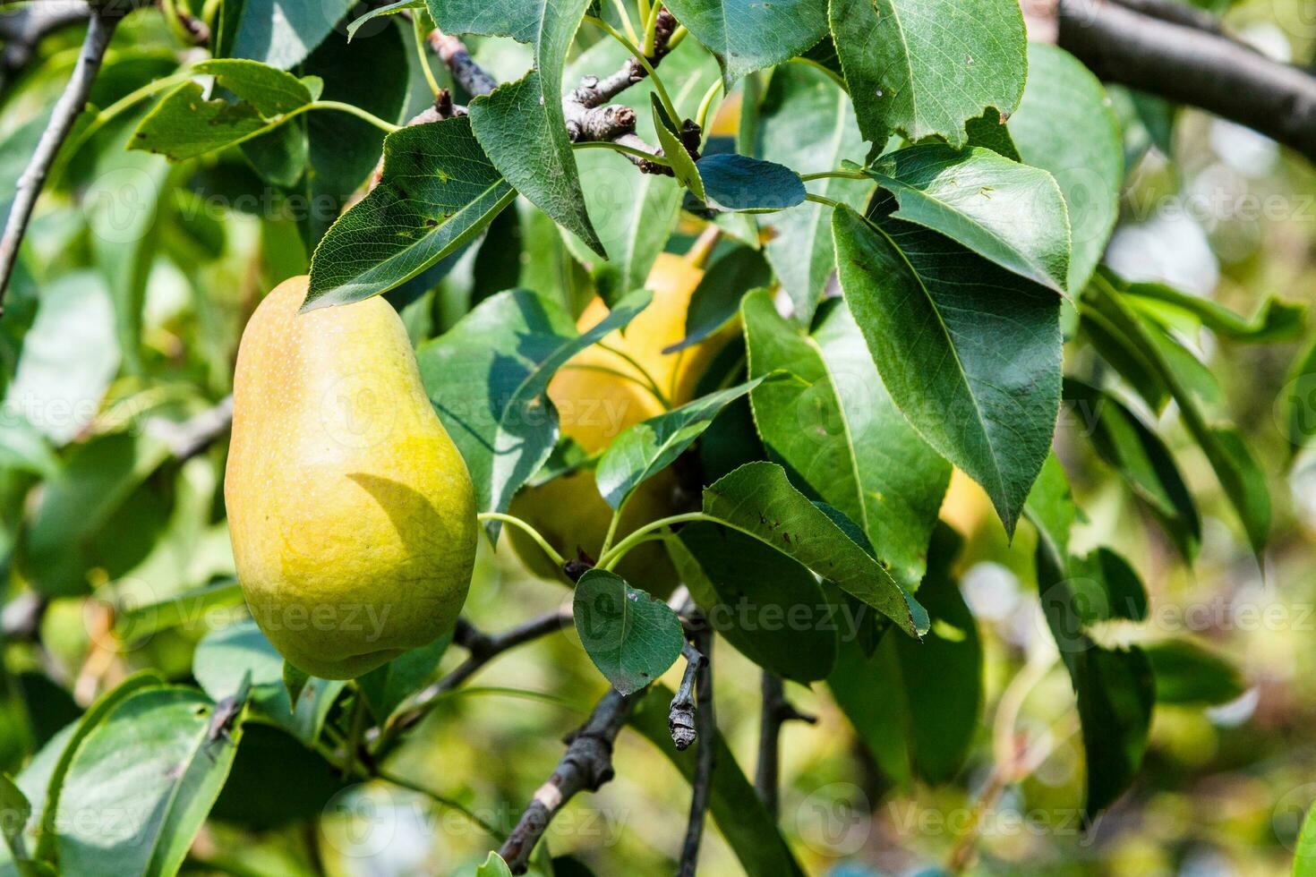 reif Gelb Birne Obst auf Zweig von Birne Baum foto