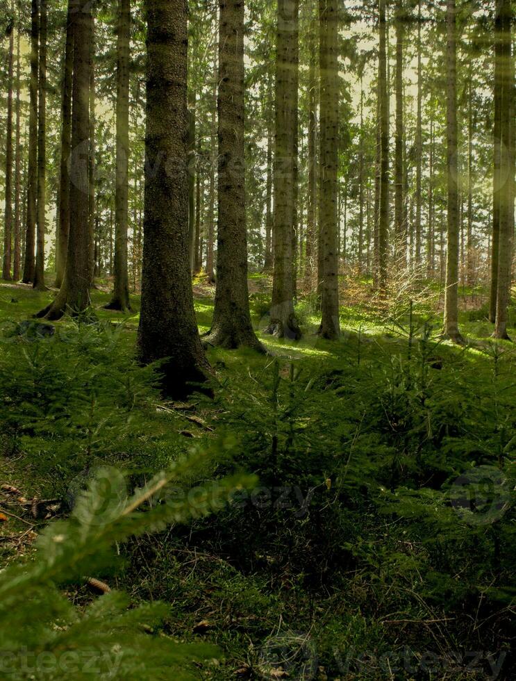 Landschaft mit ein schön Nadelbaum Wald. natürlich Hintergrund. foto