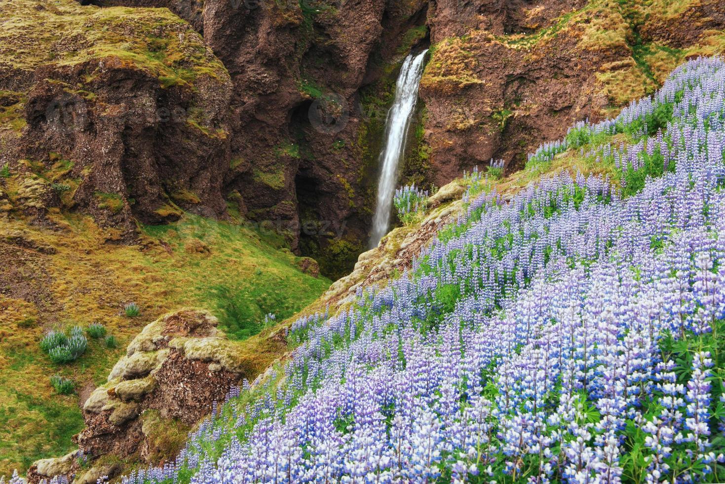 die malerischen Landschaften der Wälder und Berge Islands. Wilde blaue Lupine, die im Sommer blüht. der schönste Wasserfall foto