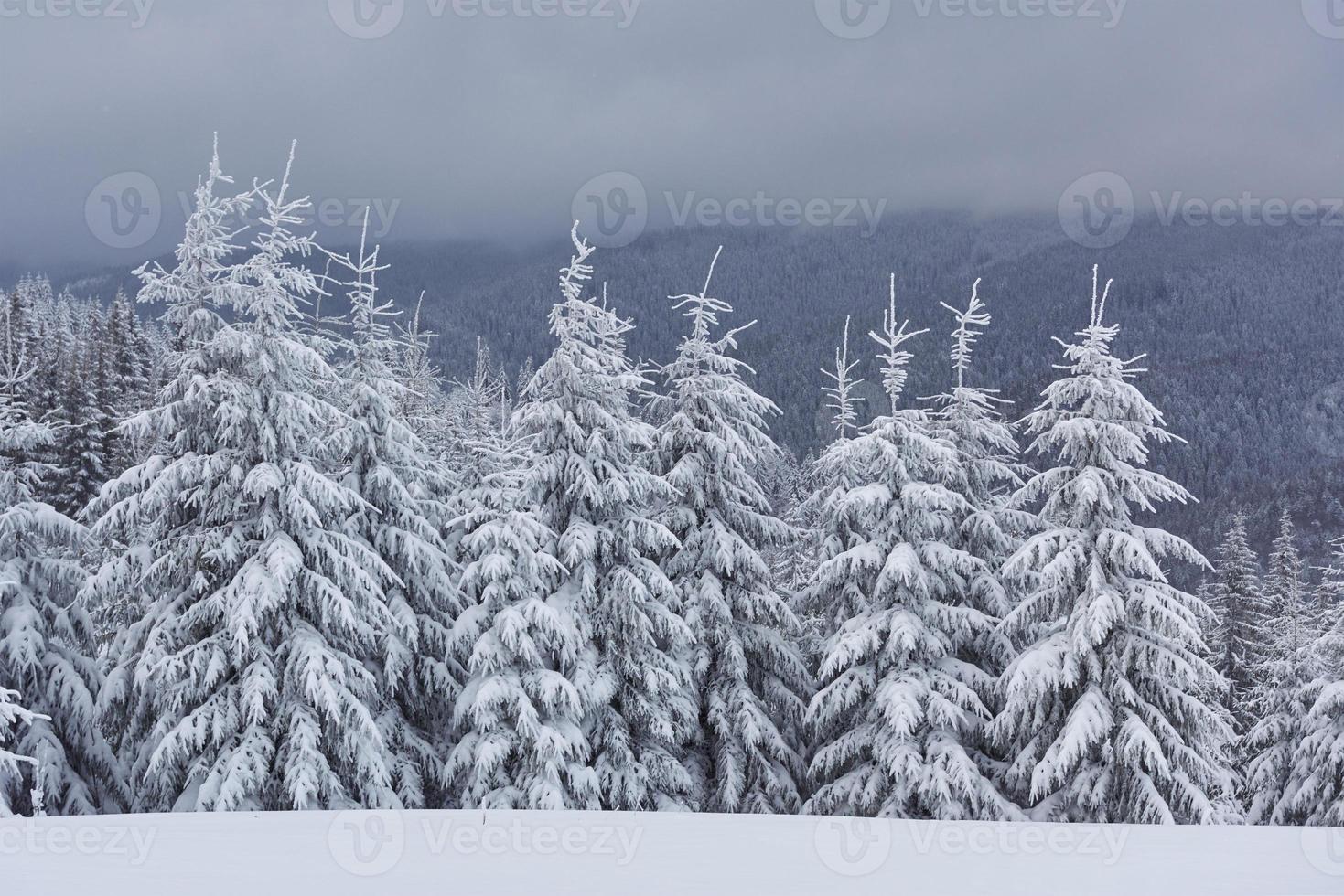 szenisches Bild von Fichten. frostiger Tag, ruhige winterliche Szene. standort karpaten, ukraine europa. Skigebiet. tolles bild der wilden umgebung. Entdecken Sie die Schönheit der Erde. Tourismuskonzept. Frohes Neues Jahr foto